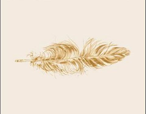 Fallen Feathers